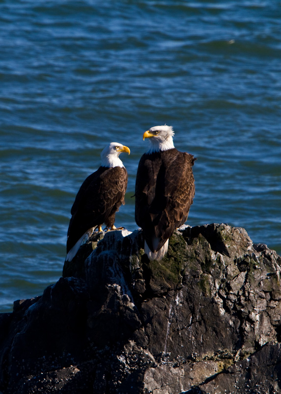 Bald Eagles